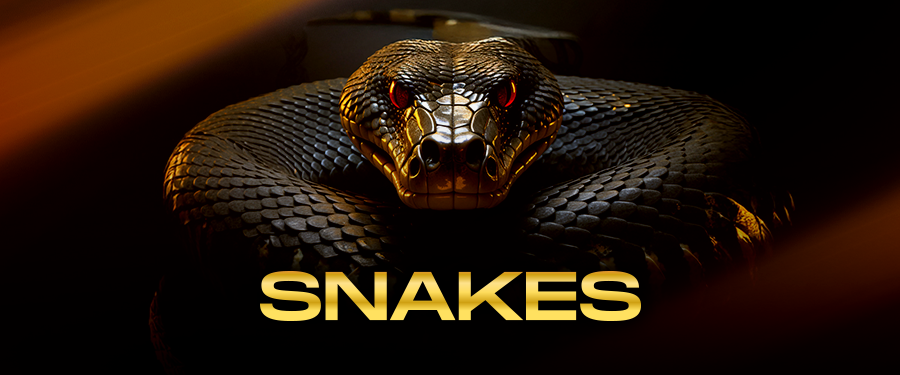 imgi_33_17650465789237158